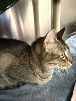 MOONRACER - Domestic Shorthair / Mix available for adoption