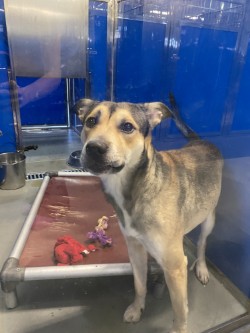 DUSKI - Shepherd / Mix available for adoption