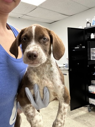 HAZEL - Hound / Mix available for adoption