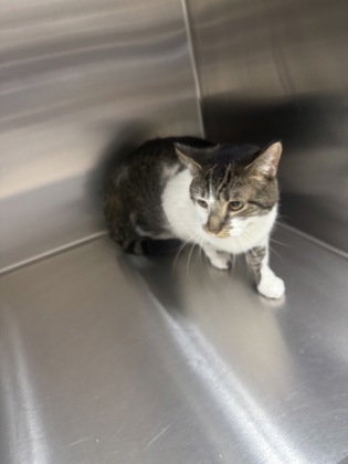 BEAR - Domestic Shorthair / Mix available for adoption