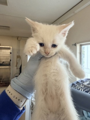 61805923 - Domestic Shorthair / Mix available for adoption