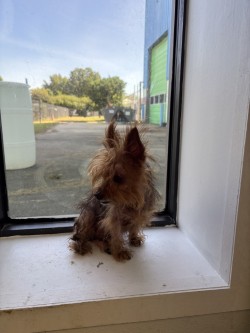 61828680 - Yorkshire Terrier / Mix available for adoption