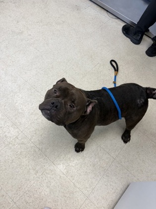 61826579 - Bully American - Pocket / Mix available for adoption