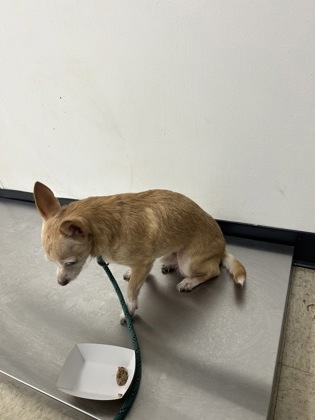 TANNER - Short Coat Chihuahua / Mix available for adoption