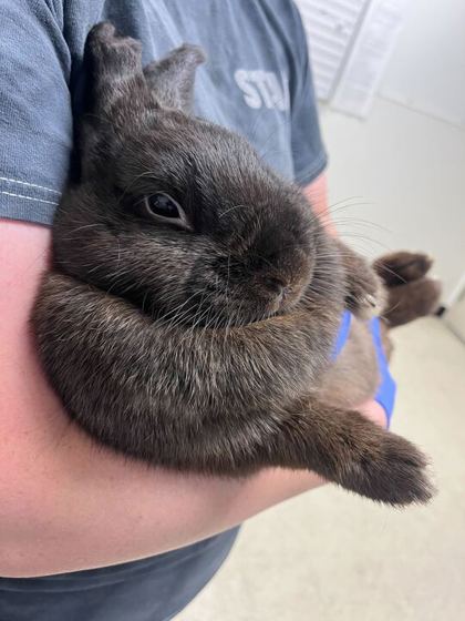 MOSSIE - Rabbit / Rabbit available for adoption