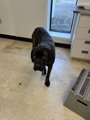 SLAY - Cane Corso / Mix available for adoption