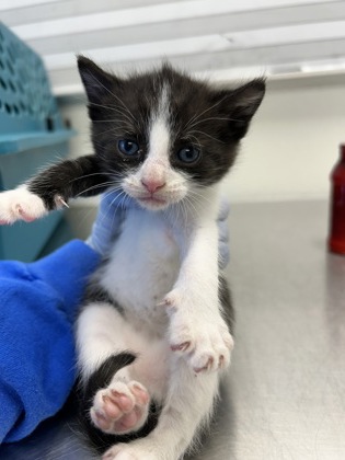 61951122 - Domestic Shorthair / Mix available for adoption