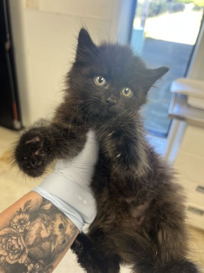 61858992 - Domestic Longhair / Mix available for adoption