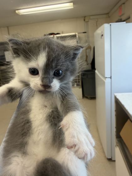 61919742 - Domestic Medium Hair / Mix available for adoption