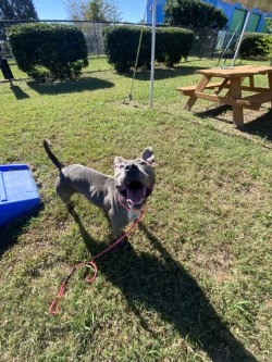 61915147 - Pit Bull Terrier / Mix available for adoption