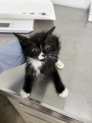 61755423 - Domestic Shorthair / Mix available for adoption