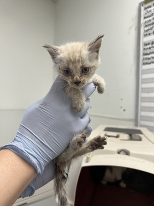 61911400 - Siamese / Mix available for adoption