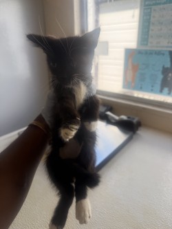 61688336 - Domestic Shorthair / Mix for adoption in Norfolk