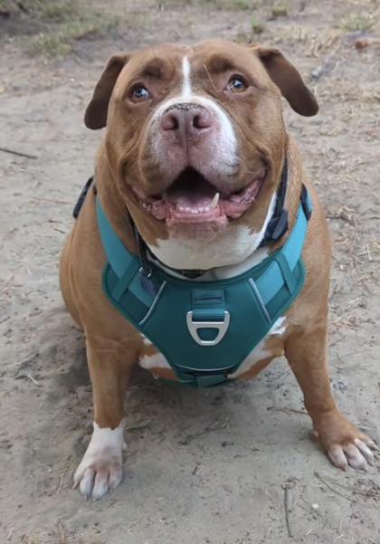BJ - Pit Bull Terrier / Mix available for adoption