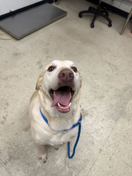 TOBY - Labrador Retriever / Mix available for adoption