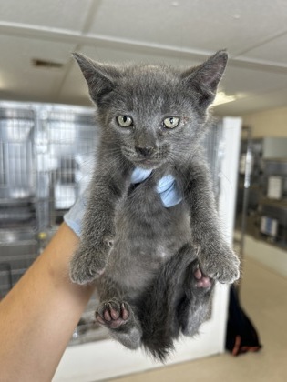 61871810 - Domestic Shorthair / Mix available for adoption