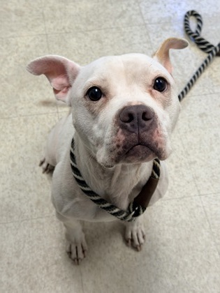 SNOW - Pit Bull Terrier / Mix available for adoption
