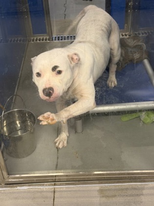 KARMA - Pit Bull Terrier / Mix available for adoption