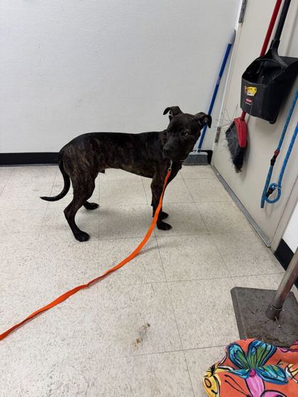 MAX - Pit Bull Terrier / Mix available for adoption