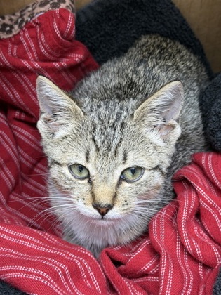 61970001 - Domestic Shorthair / Mix available for adoption