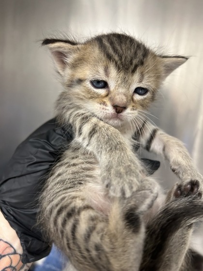 OSTRICH - Domestic Shorthair / Mix available for adoption