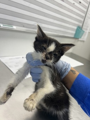 61862235 - Domestic Shorthair / Mix available for adoption