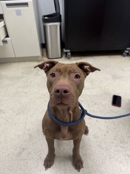SKYE - Pit Bull Terrier / Mix available for adoption