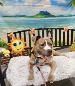 EVELYN - Pit Bull Terrier / Mix for adoption in Norfolk