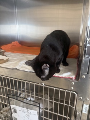 61804663 - Domestic Shorthair / Mix available for adoption