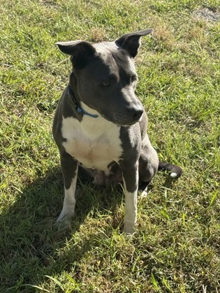 61975862 - Pit Bull Terrier / Mix available for adoption