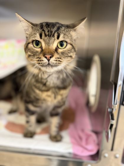 CASH MONEY - Domestic Medium Hair / Mix available for adoption