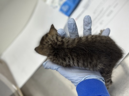 61810190 - Domestic Shorthair / Mix available for adoption