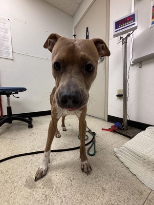 61686310 - Pit Bull Terrier / Mix available for adoption