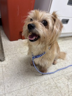 PENELOPE - Terrier / Mix available for adoption