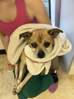 61873988 - Short Coat Chihuahua / Mix available for adoption