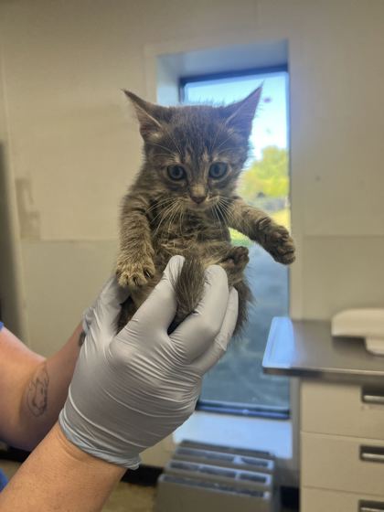61859704 - Domestic Shorthair / Mix available for adoption