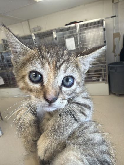 61918426 - Domestic Shorthair / Mix available for adoption