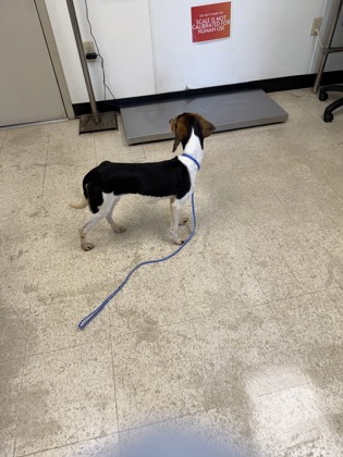 61973324 - Beagle / Mix available for adoption
