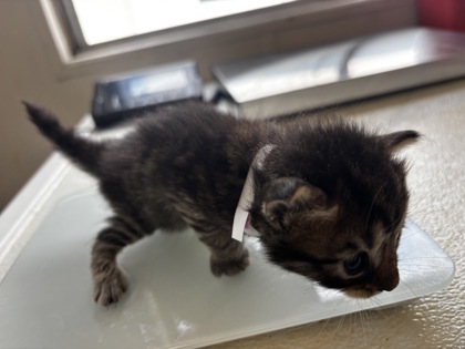 RYDER - Domestic Shorthair / Mix available for adoption