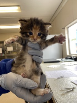 61776450 - Domestic Shorthair / Mix available for adoption