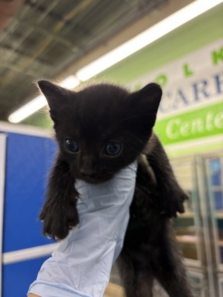 61835162 - Domestic Shorthair / Mix available for adoption
