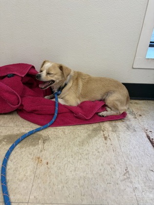 61905045 - Short Coat Chihuahua / Mix available for adoption