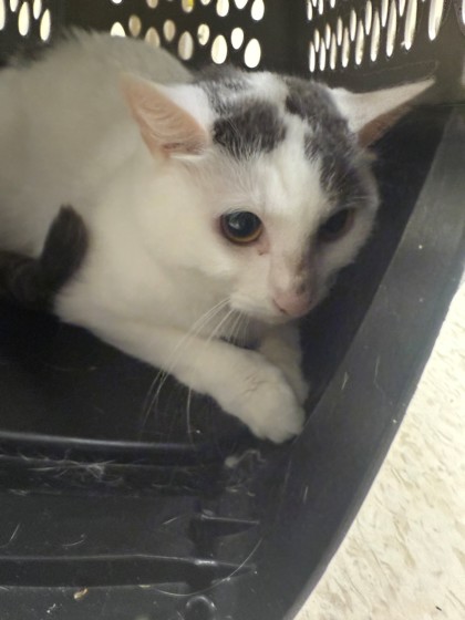 MOUSE - Domestic Shorthair / Mix for adoption in Norfolk