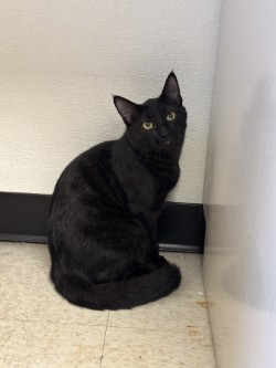 MOE - Domestic Shorthair / Mix available for adoption