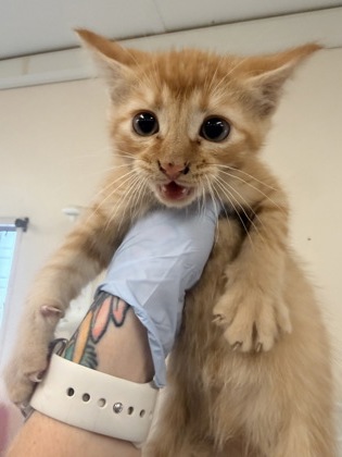 61812457 - Domestic Shorthair / Mix available for adoption