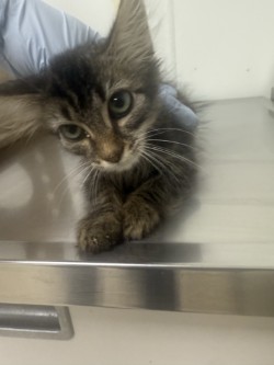 61690807 - Domestic Medium Hair / Mix for adoption in Norfolk