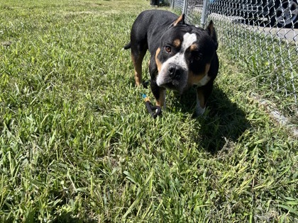 LUKE - Bully American - XL / Mix for adoption in Norfolk