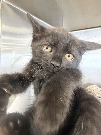 61827992 - Domestic Shorthair / Mix available for adoption