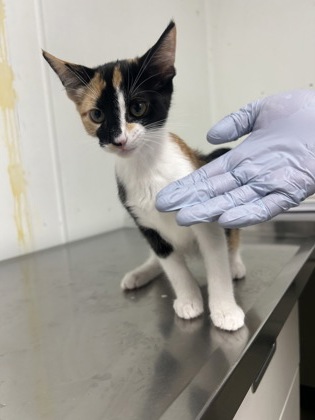 FLAREON - Domestic Shorthair / Mix available for adoption