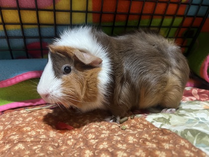CHAI TEA - Guinea Pig / Guinea Pig available for adoption